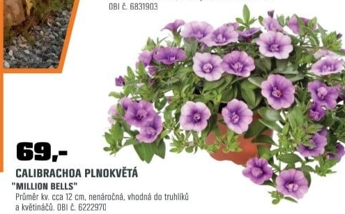Calibrachoaplnokvětá