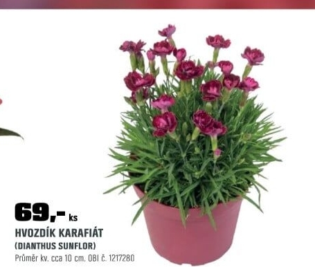 Dianthus sunflor
