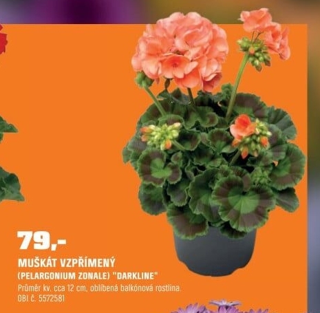 Pelargoni um zonaleDarkline