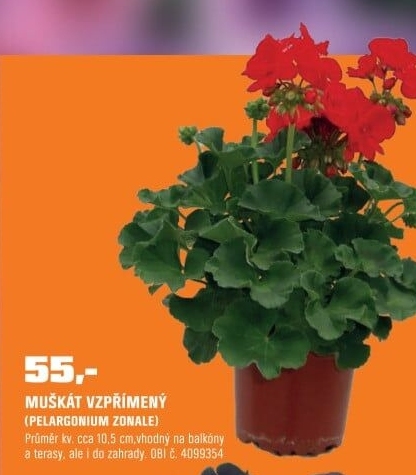 Pelargonium zonale