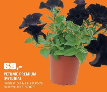 Petunia Prémium