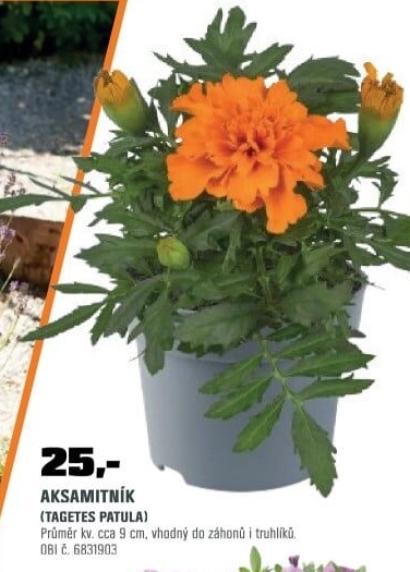 Tagetes