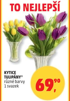 Řezané tulipány