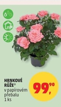 Růže