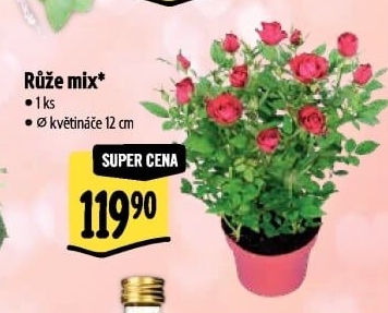 Růže
