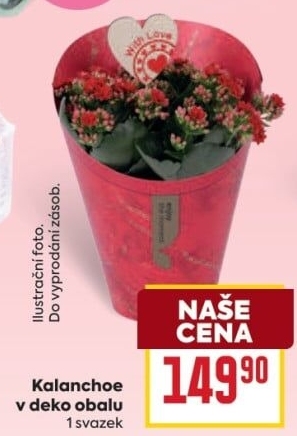 Kalanchoe - Kolopejka