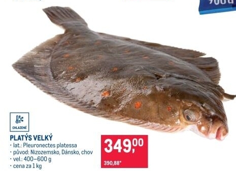 Platýs velký