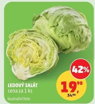 Salát ledový