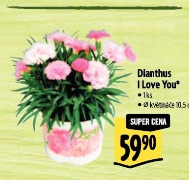 Dianthus - Hvozdík