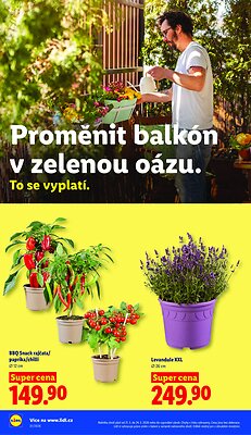akční leták Lidl 18.5.2026-24.5.2026