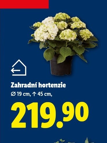 Zahradní hortenzie