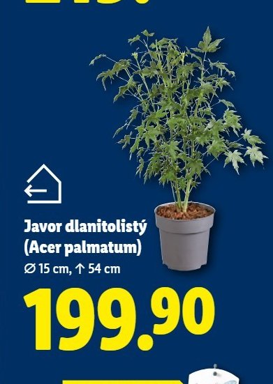 Javor dlanitolistý (Acer palmatum)