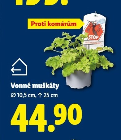 Vonné muškáty