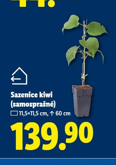Sazenice kiwi (samosprašné)