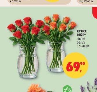 KYTICE RŮŽE