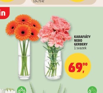 KARAFIÁTY NEBO GERBERY
