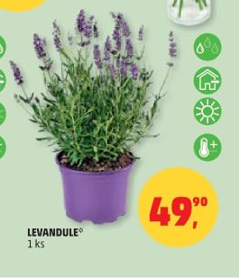 LEVANDULE
