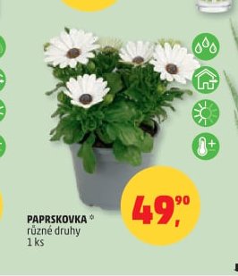 PAPRŠKOVKA