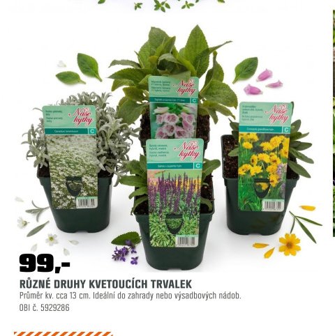 RŮZNÉ DRUHY KVETOUCÍCH TRVALEK - OBI akcniletaky.com