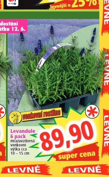 Levandule 6 pack