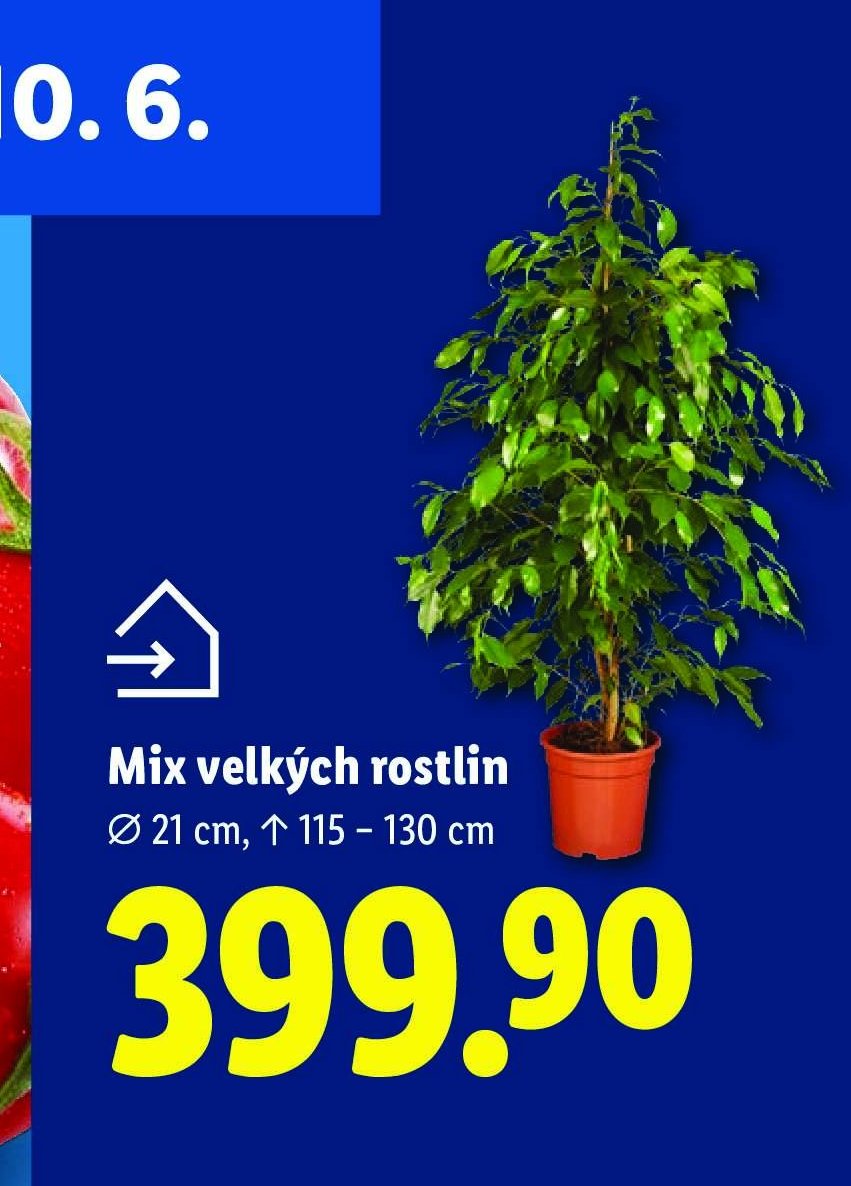 Mix velkých rostlin