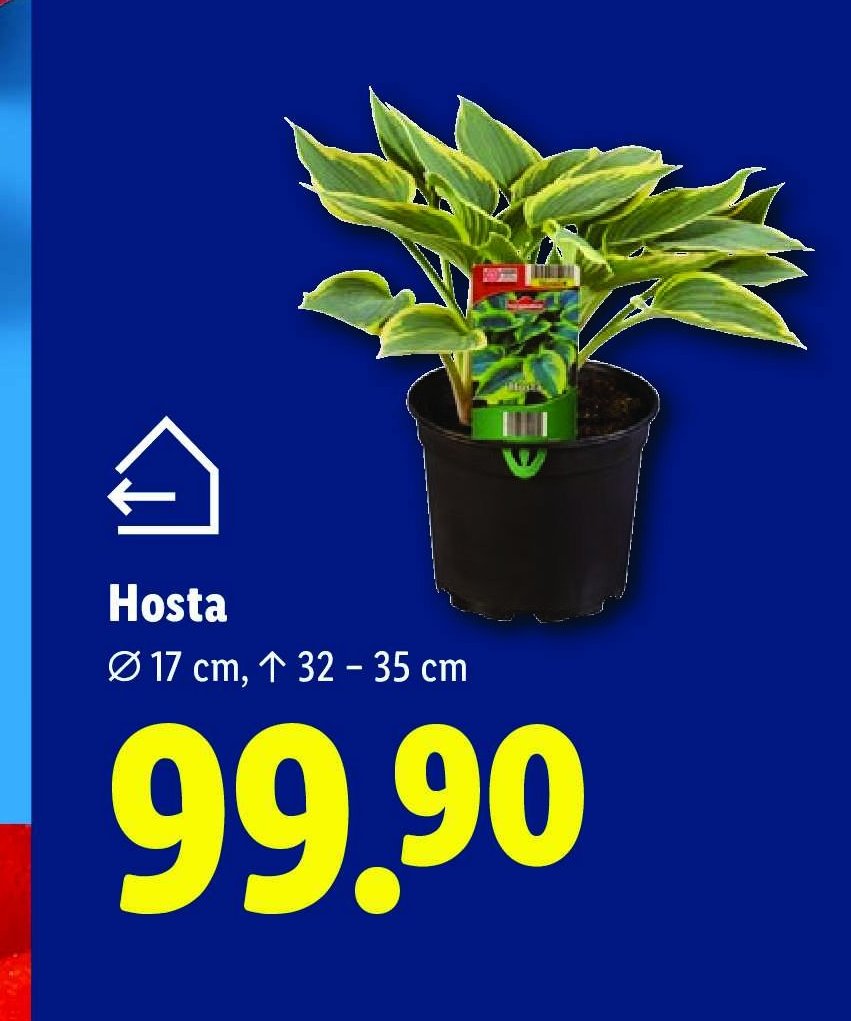 Hosta