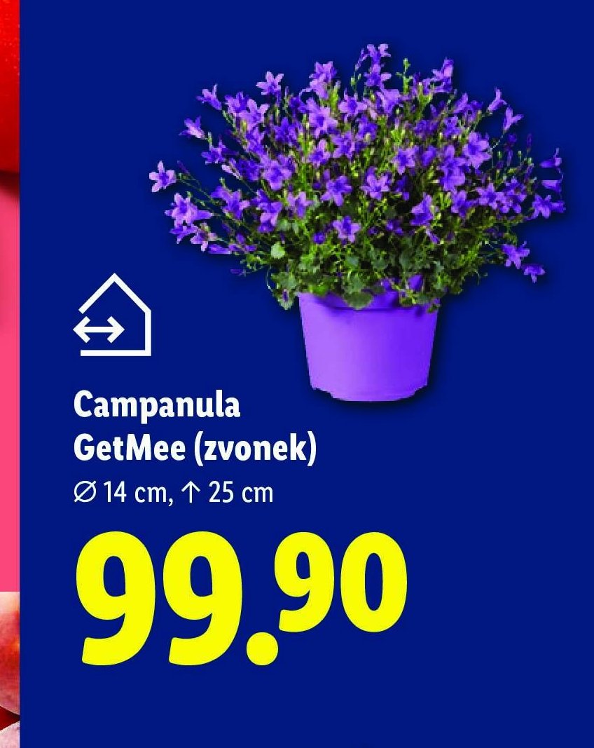 Campanula GetMee (zvonek)