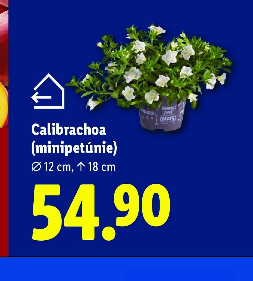 Calibrachoa (minipetúnie)