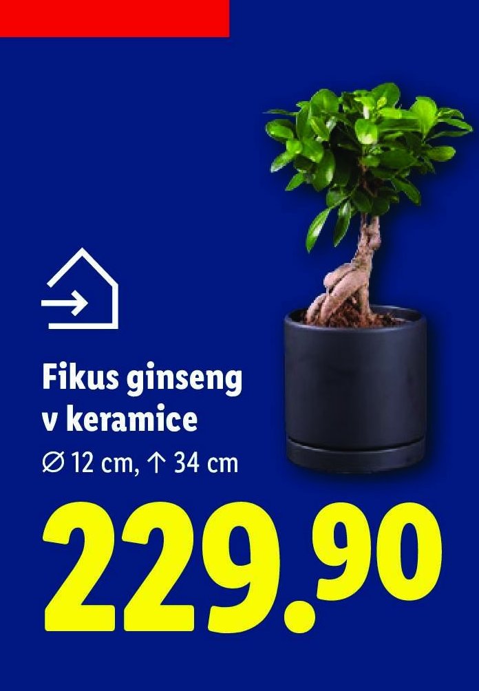 Fikus ginseng v keramice