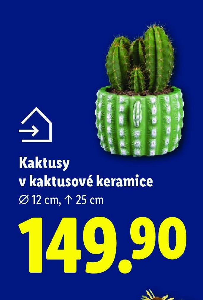 Kaktusy v kaktusové keramice