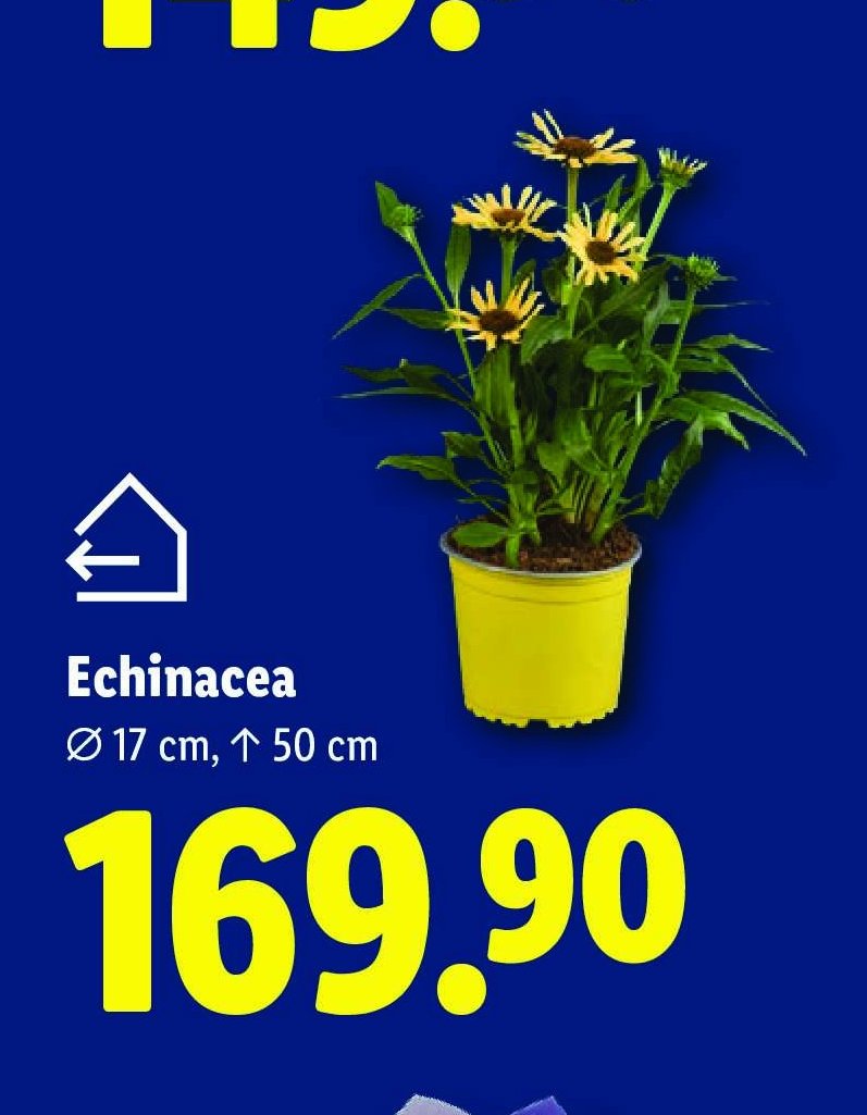 Echinacea