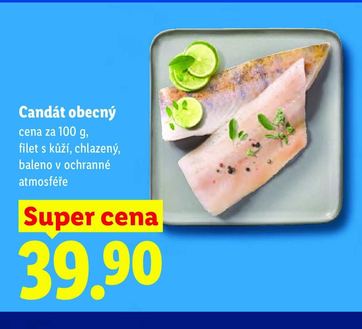 Candát obecný