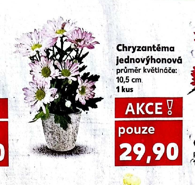 Chryzantéma jednovýhonová