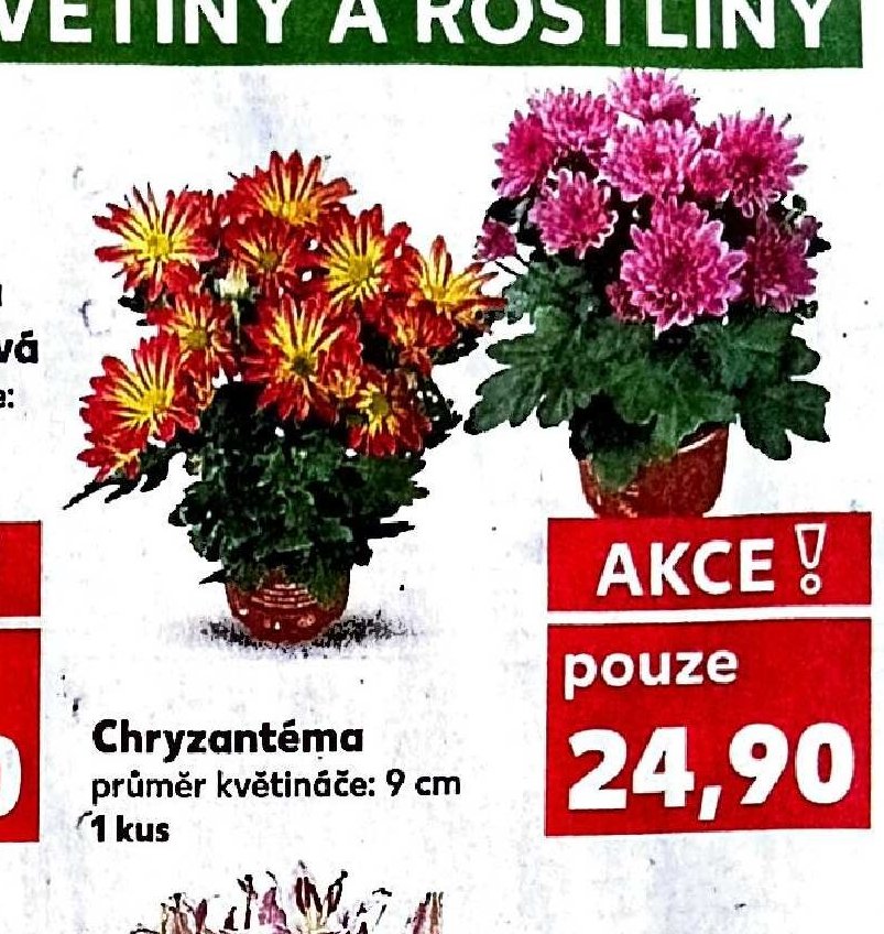 Chryzantéma