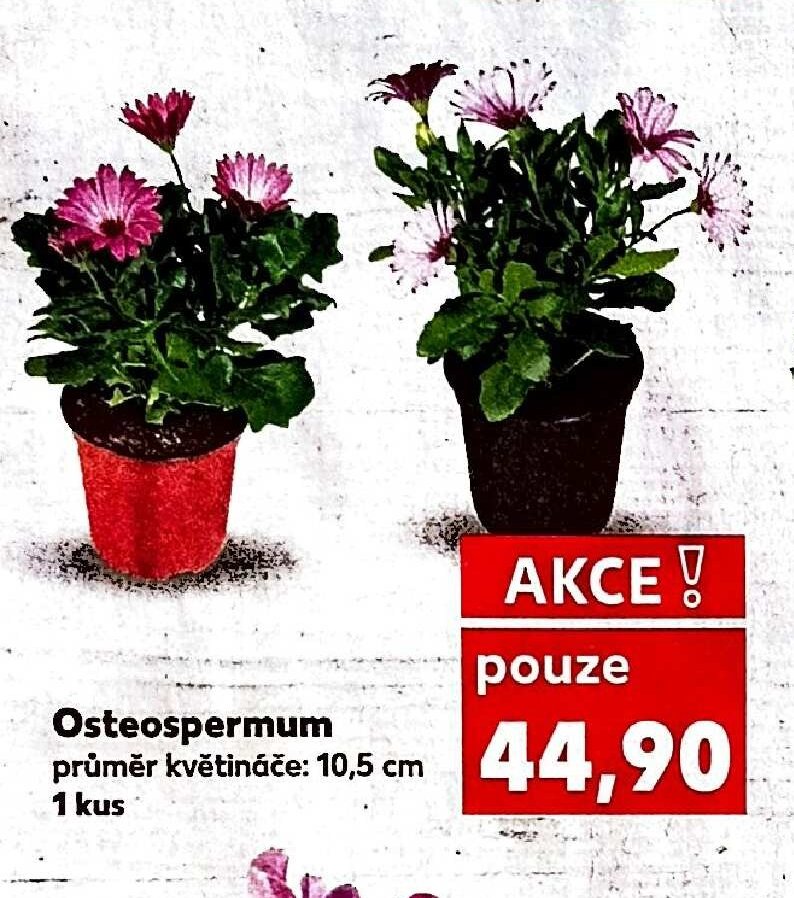 Osteospermum
