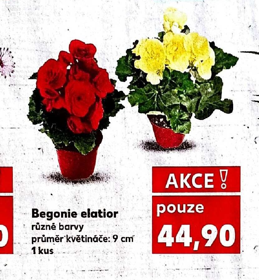Begonie elatior