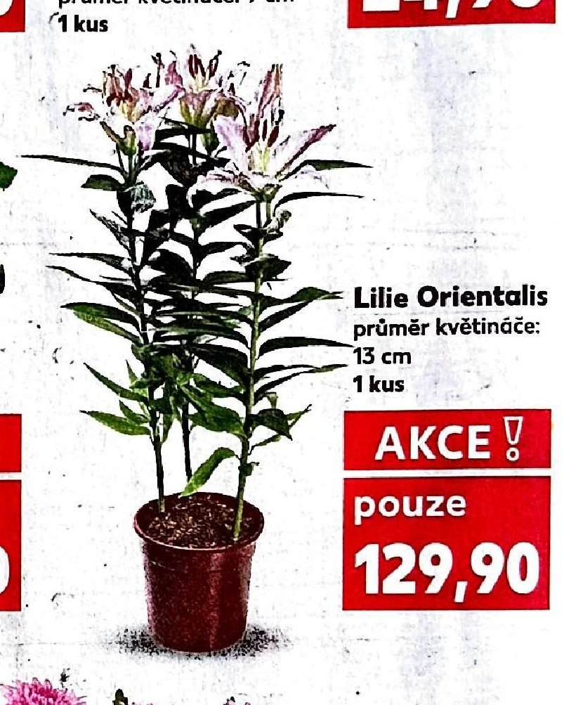 Lilie Orientalis