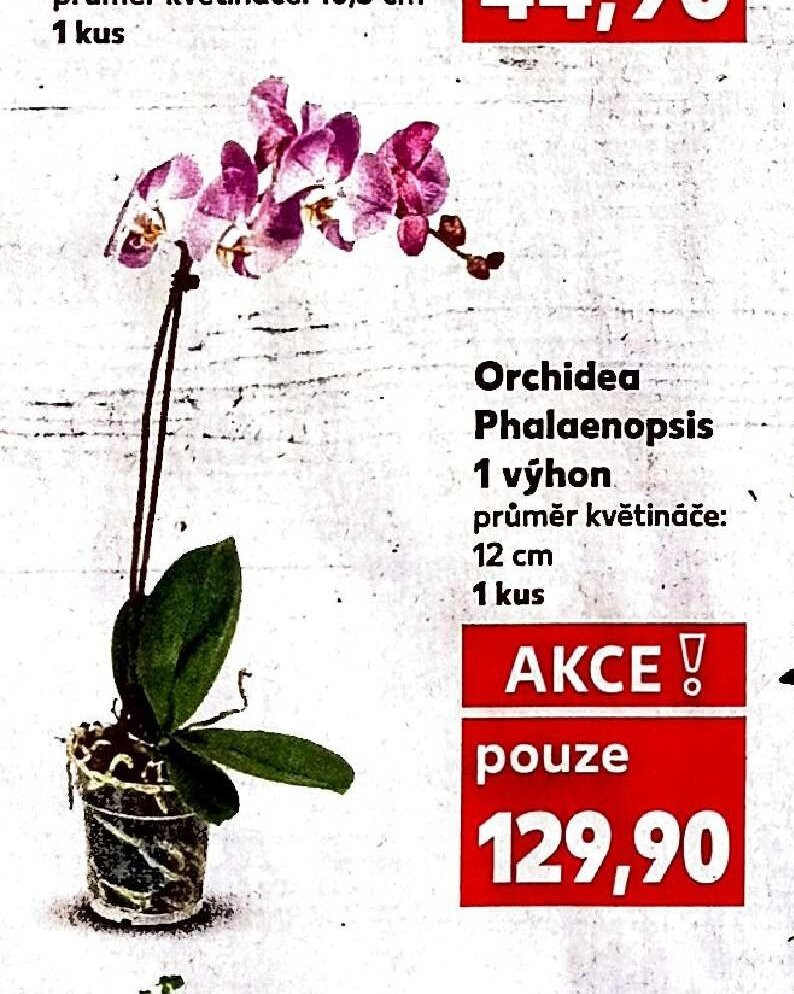 Orchidea Phalaenopsis