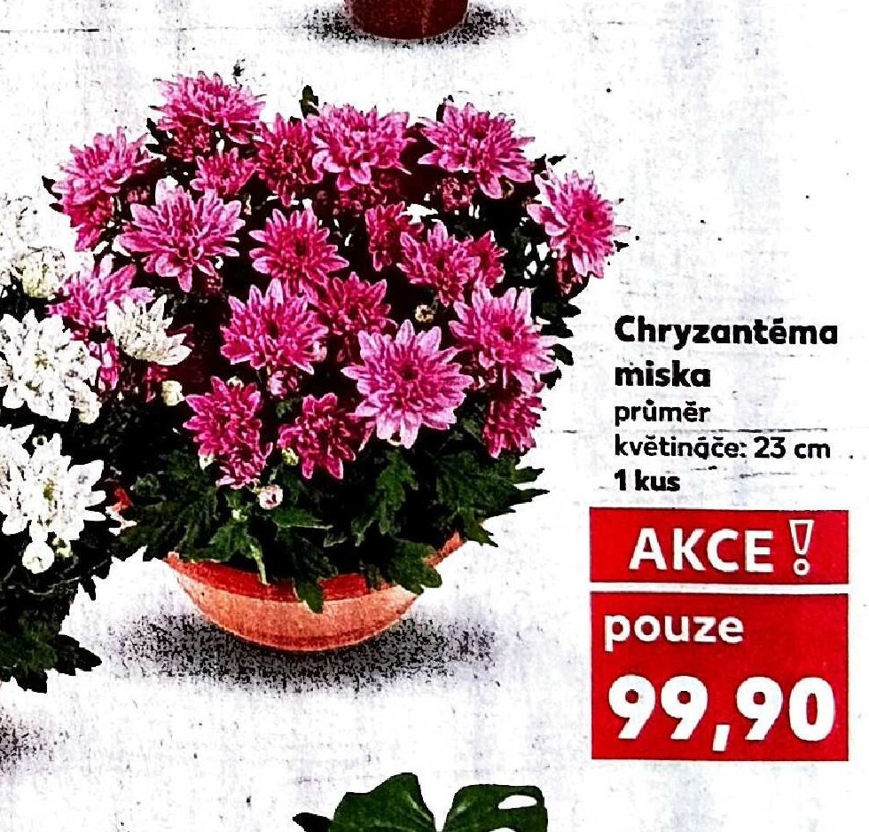 Chryzantéma miska