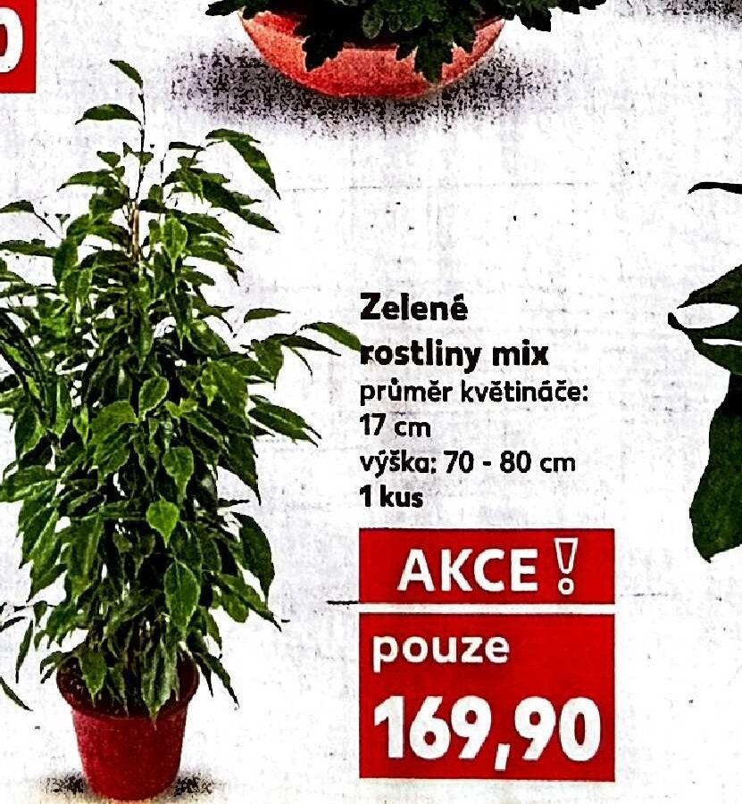 Zelené rostliny mix