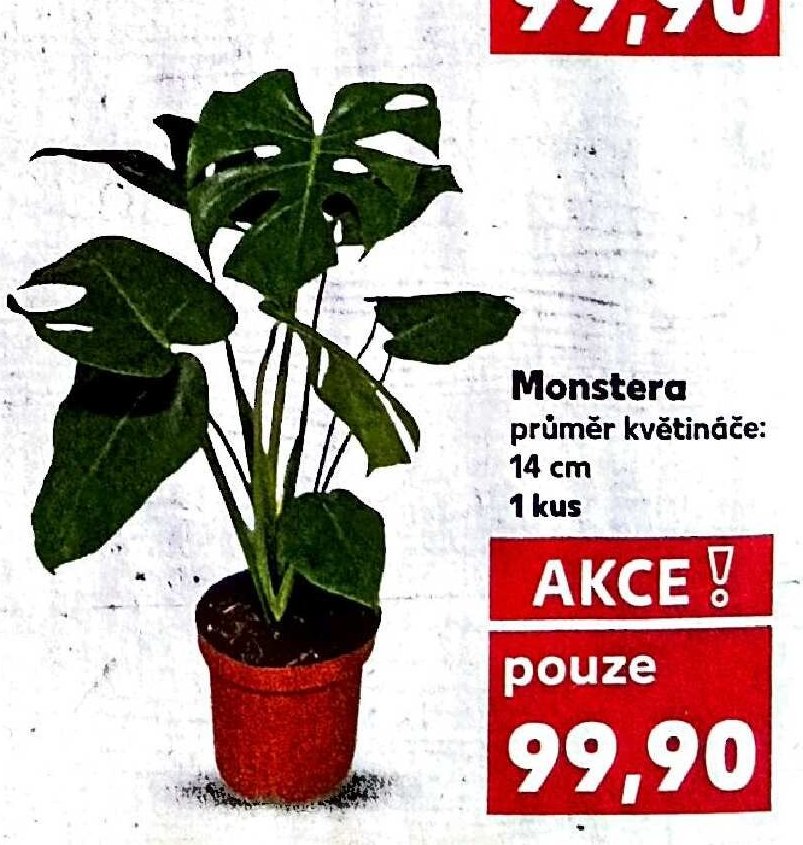 Monstera