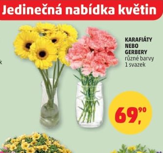KARAFIÁTY NEBO GERBERY