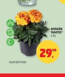 AFRIKÁN TAGETES