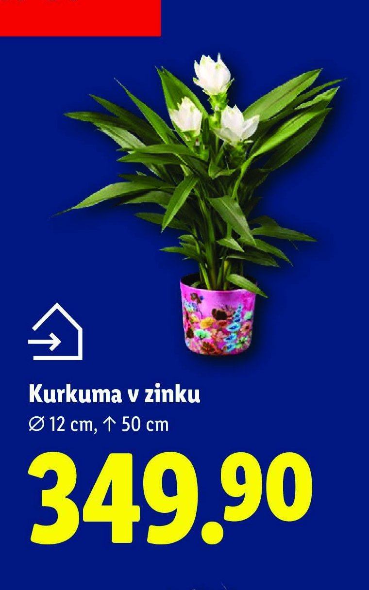 Kurkuma v zinku