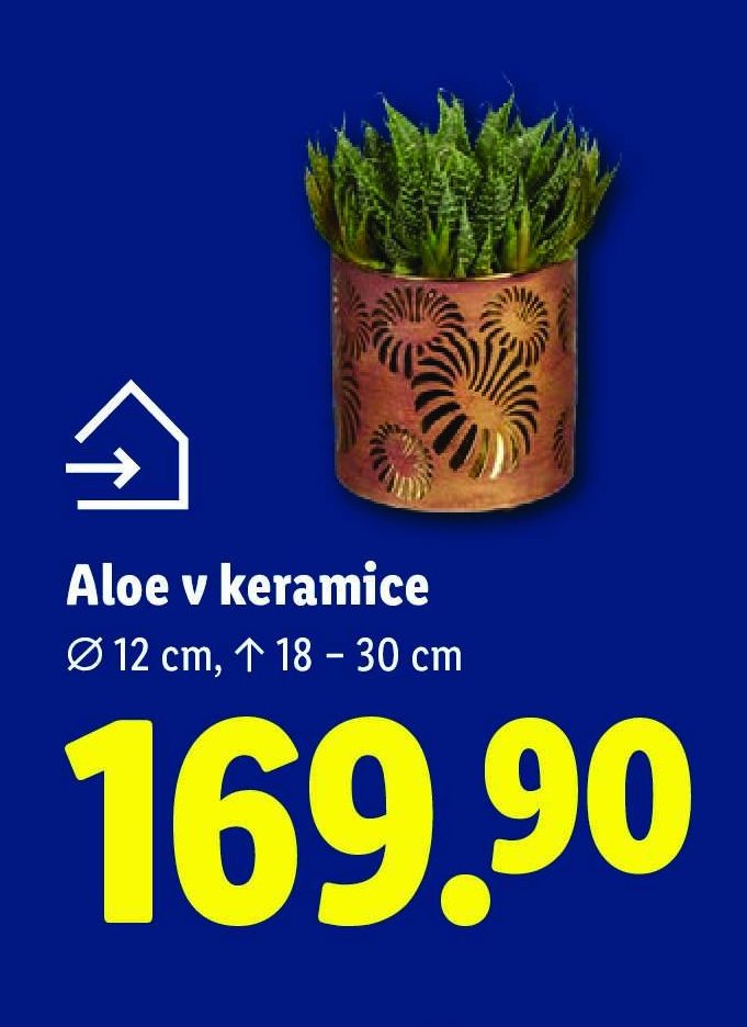 Aloe v keramice