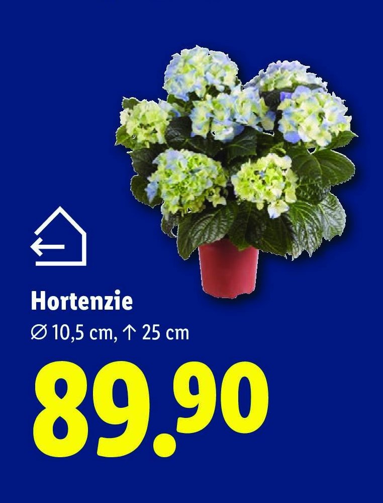 Hortenzie