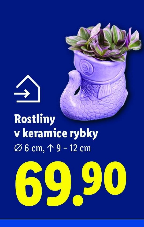 Rostliny v keramice rybky