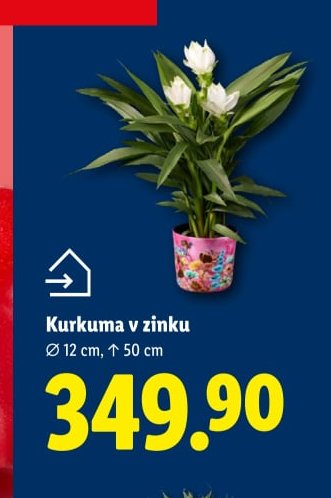 Kurkuma v zinku