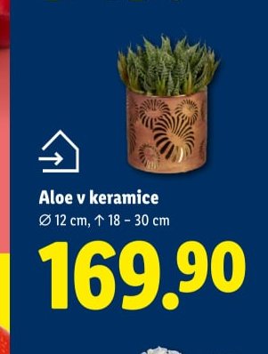 Aloe v keramice