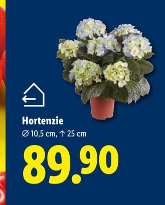 Hortenzie